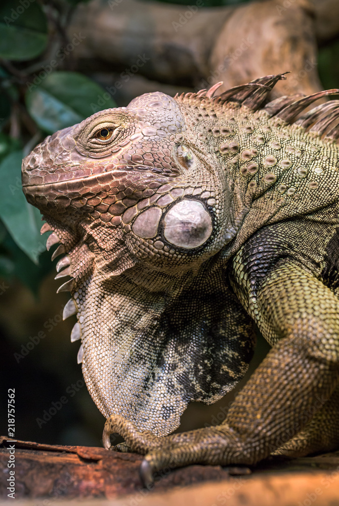 Obraz premium Leguan
