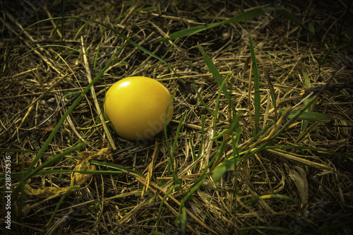 ripe, yellow plum fallen in the grass