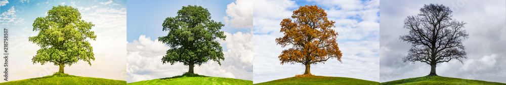 Baum im Wechsel der Jahreszeiten - obrazy, fototapety, plakaty 