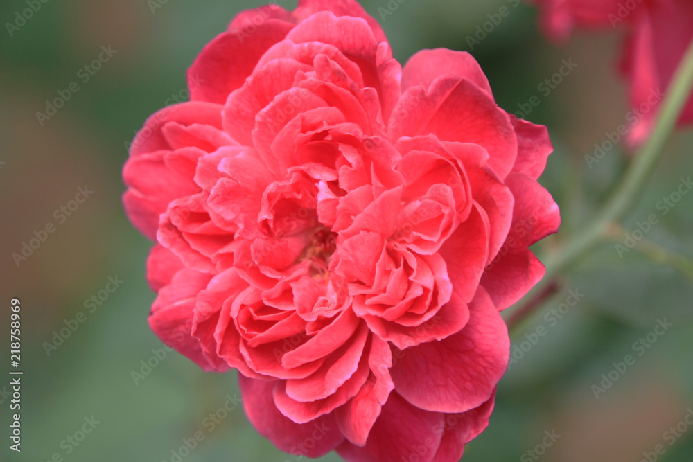 Obraz premium Big red rose in the garden on summer.refreshing and relaxing in the day in your life.