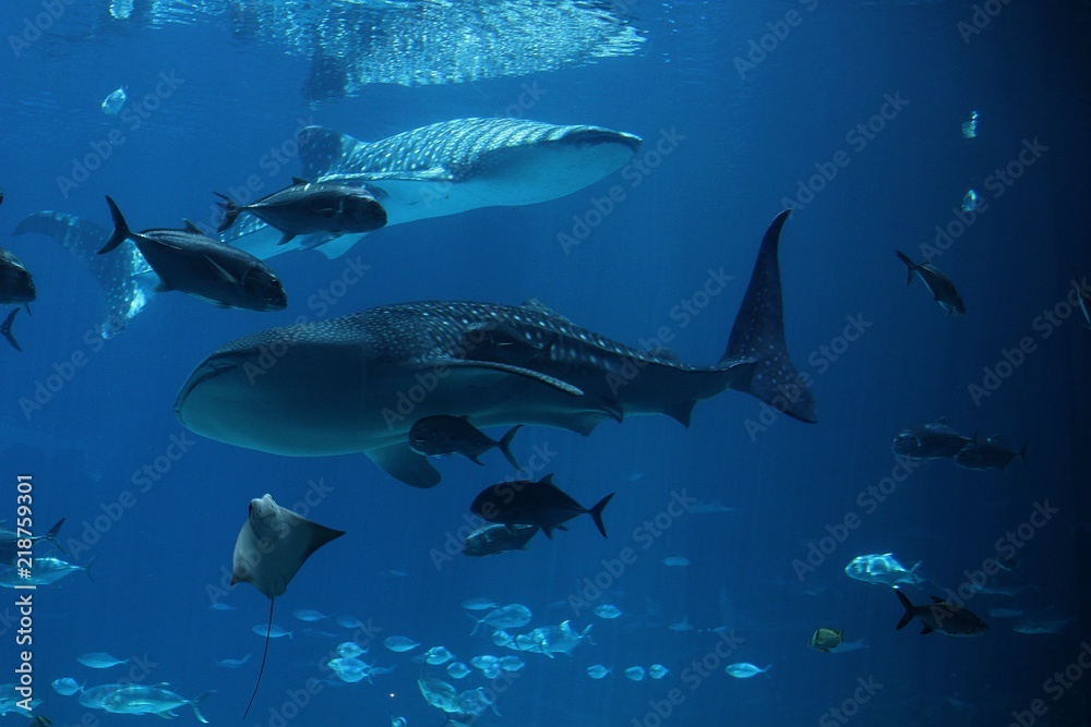 Obraz premium Whale shark