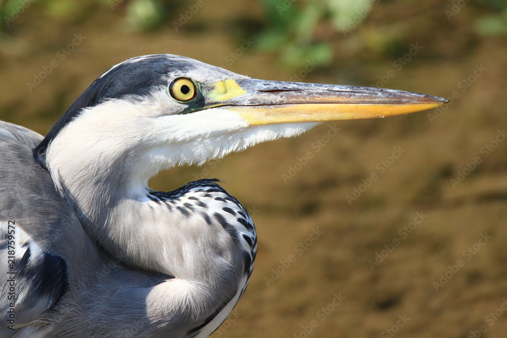 Grey heron Grey heron