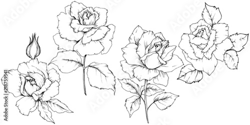 Rose flower in a vector style isolated. Full name of the plant: rose. Vector flower for background, texture, wrapper pattern, frame or border.