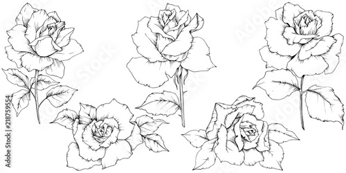 Rose flower in a vector style isolated. Full name of the plant: rose. Vector flower for background, texture, wrapper pattern, frame or border.