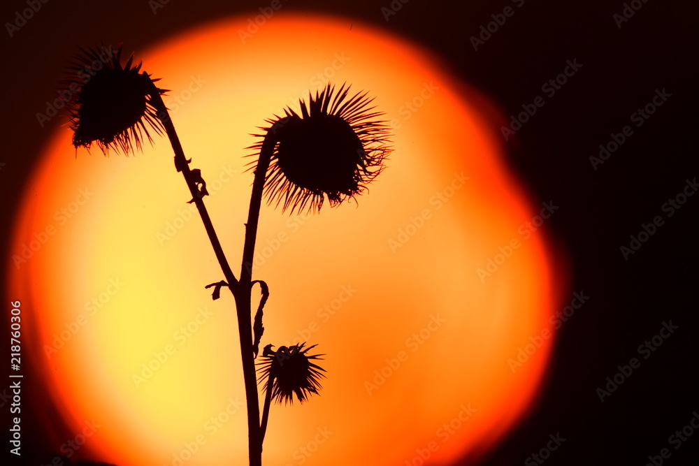 Silhouettes of plants against the sun