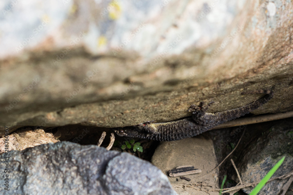 Fototapeta premium lagarto