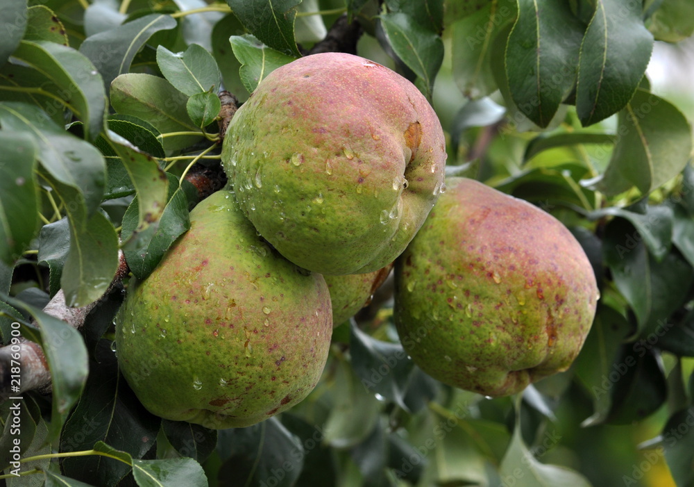 Pears on a branch of a tree Pears on a branch of a tree