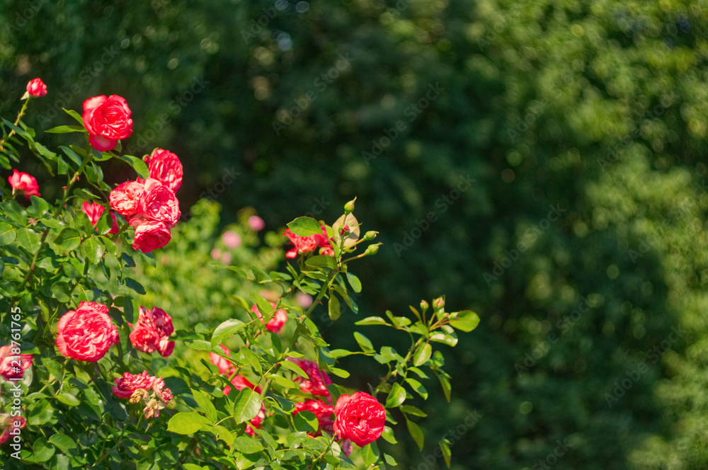 Roses bush in the garden. Floribunda flowers.