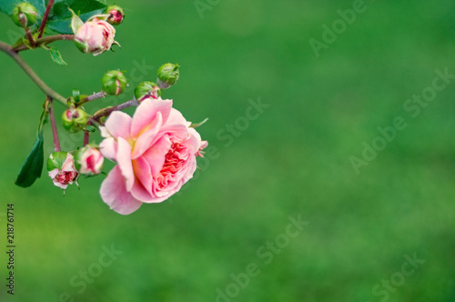 Blooming rose flowers in the garden. photo