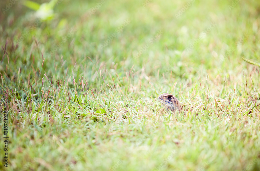 Lizard in the grass