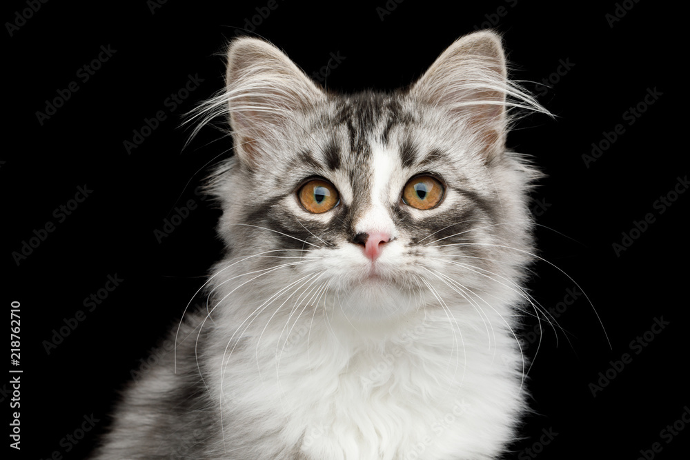 Portrait of Silver Siberian kitten with furry coat Looking in camera on isolated black background Portrait of Silver Siberian kitten with furry coat Looking in camera on isolated black background
