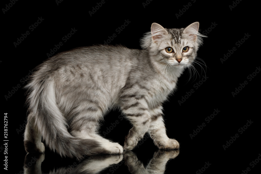 Obraz premium Walking Silver Siberian kitten with furry coat Standing and Looking in camera on isolated black background with reflection