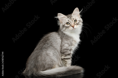 Silver Tabby Siberian kitten with furry coat sitting and stare on isolated black background with reflection, back view