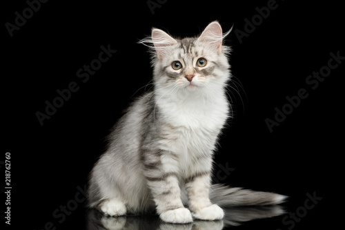 Fototapeta Naklejka Na Ścianę i Meble -  Silver Tabby Siberian kitten with furry coat sitting and stare on isolated black background with reflection, front view