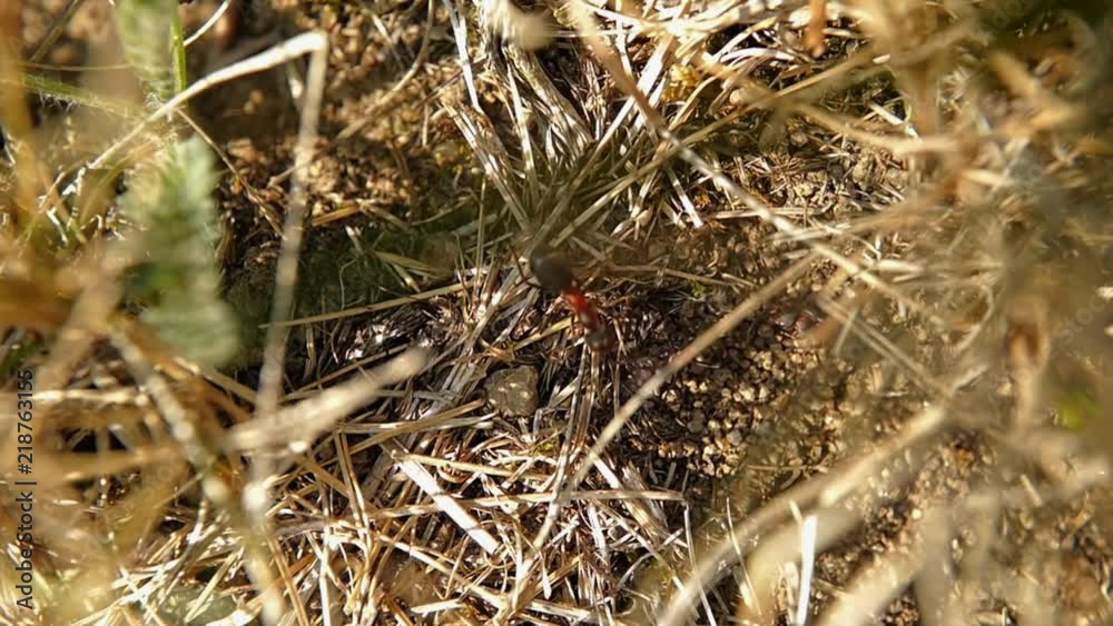 le chemin des fourmis charpentieres le chemin des fourmis charpentieres