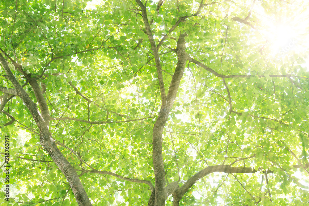 sunlight through green tree - Low Angle View. sunlight through green tree - Low Angle View.