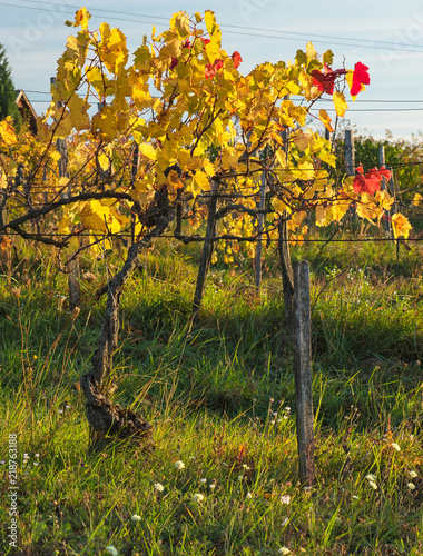 Vineyard in autumn
