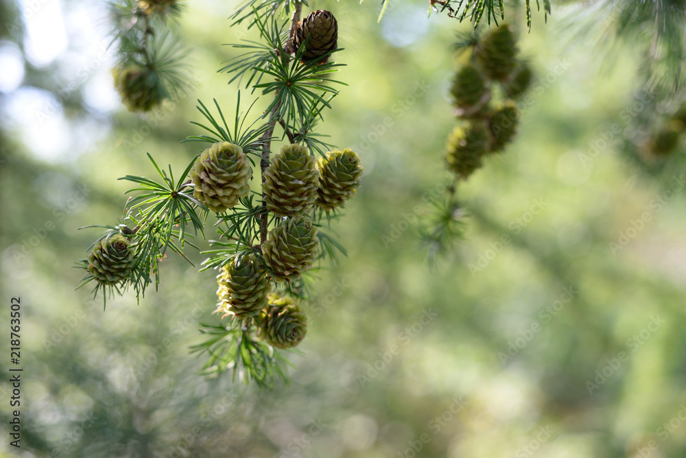 green larch cones