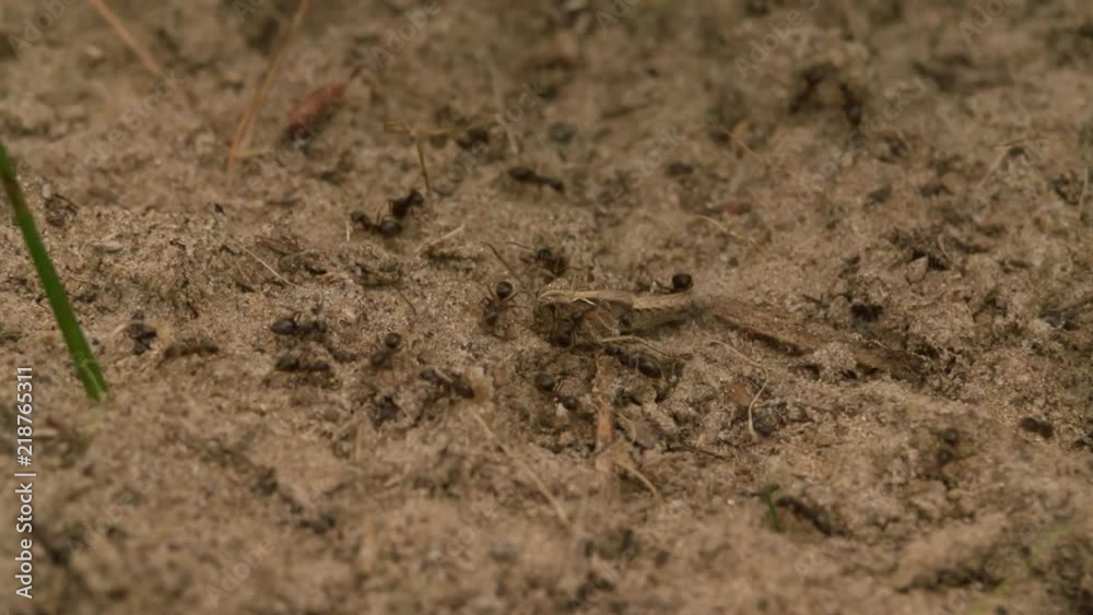 Ants eating grasshopper on ground near Anthill Close up Macro shot Slow Motion insect video. Ants eating grasshopper on ground near Anthill Close up Macro shot Slow Motion insect video.