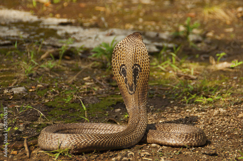 The Indian cobra, Naja naja, also known as the Spectacled cobra, Asian cobra or Binocellate cobra, India