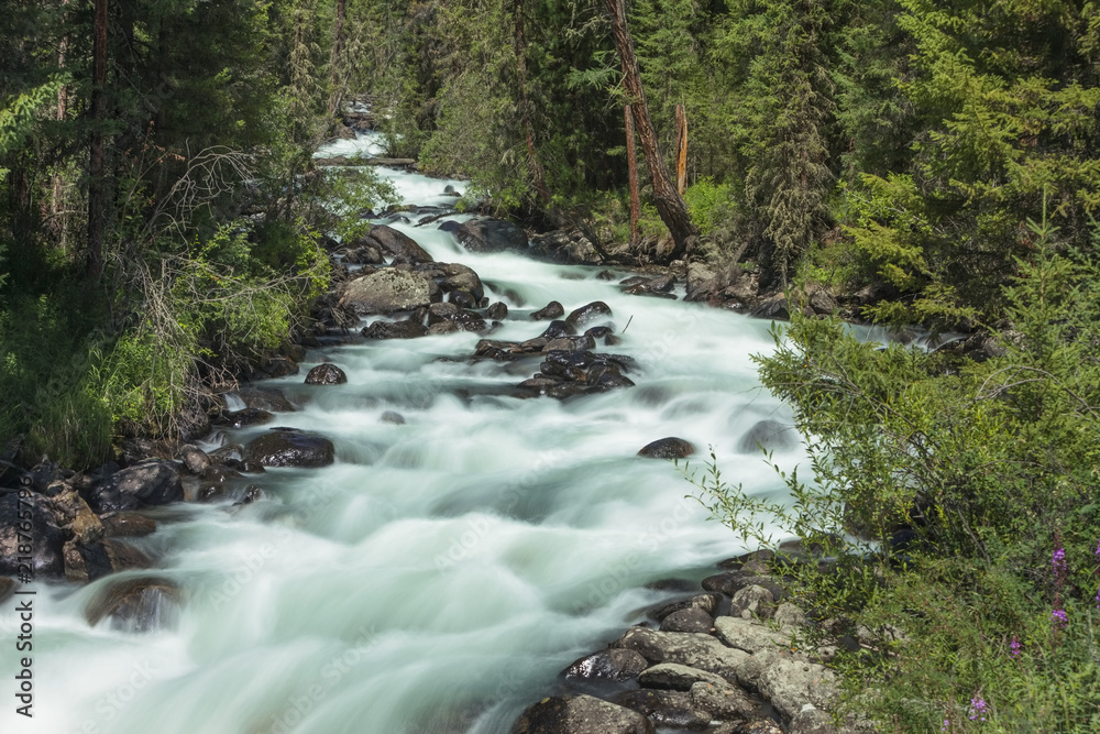 Fototapeta premium mountain river. fast stream water. Russia Altai