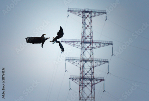 Eagles in the wild