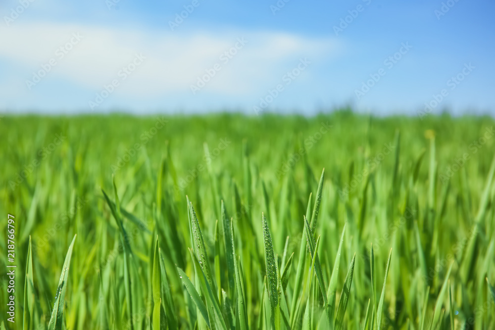 Green field on sunny spring day