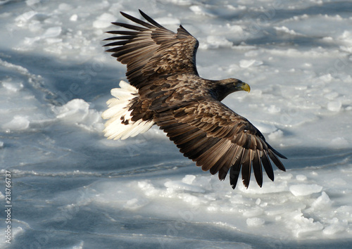 Eagles in the wild