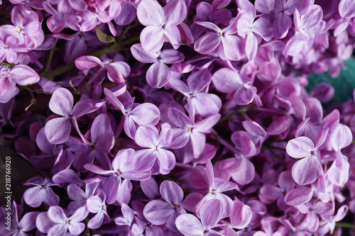 Beautiful blossoming lilac as background