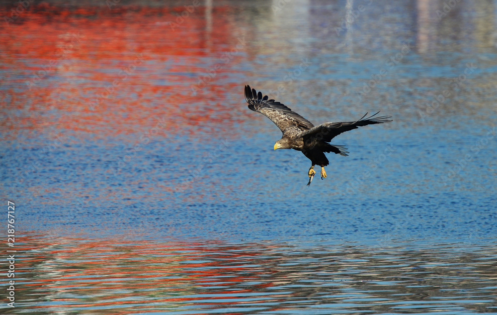 Obraz premium Eagles in the wild