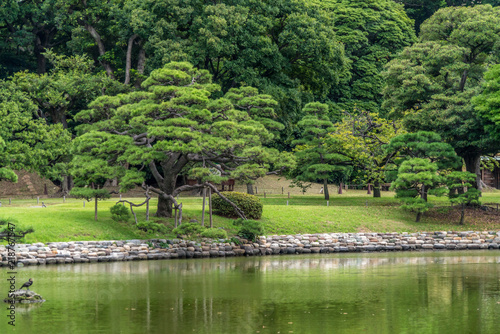 Old japanese pine tree reflections at Hamarikyu Gardens in Tokyo