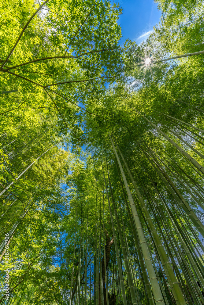 Fototapeta premium Narrow path, Shuzenji corridor of beautiful Bamboo Forest near Katsura bridge over Kitamata River Located in Izu City, Shizuoka Prefecture