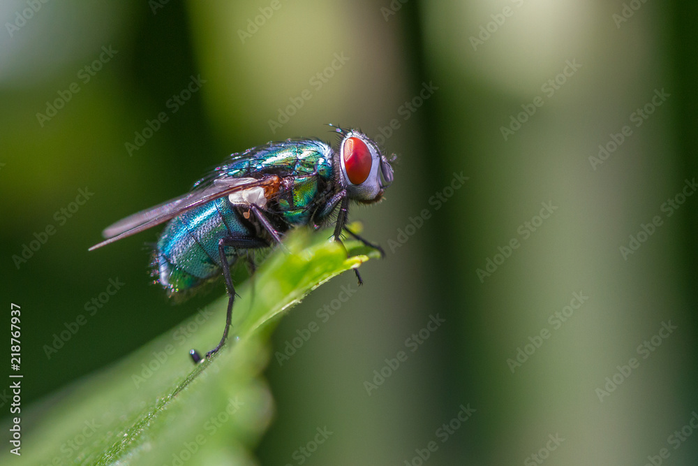 Goldfliege - Lucilia sericata auf einem Blatt Goldfliege - Lucilia sericata auf einem Blatt