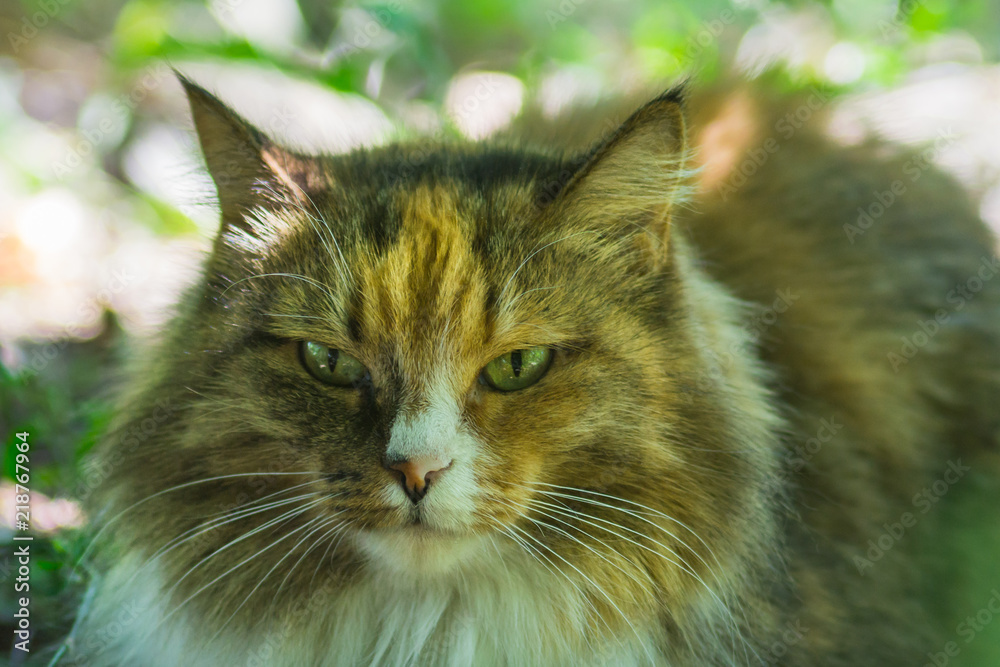 Obraz premium portrait of tricolor cat