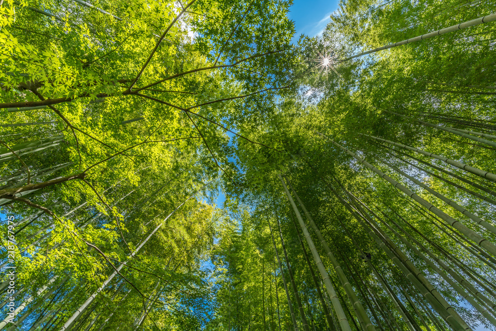 Fototapeta premium Narrow path, Shuzenji corridor of beautiful Bamboo Forest near Katsura bridge over Kitamata River Located in Izu City, Shizuoka Prefecture