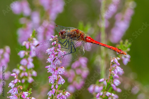 Blutrote Heidelibelle - Sympetrum sanguineum auf blühender Heide im Moorgebiet