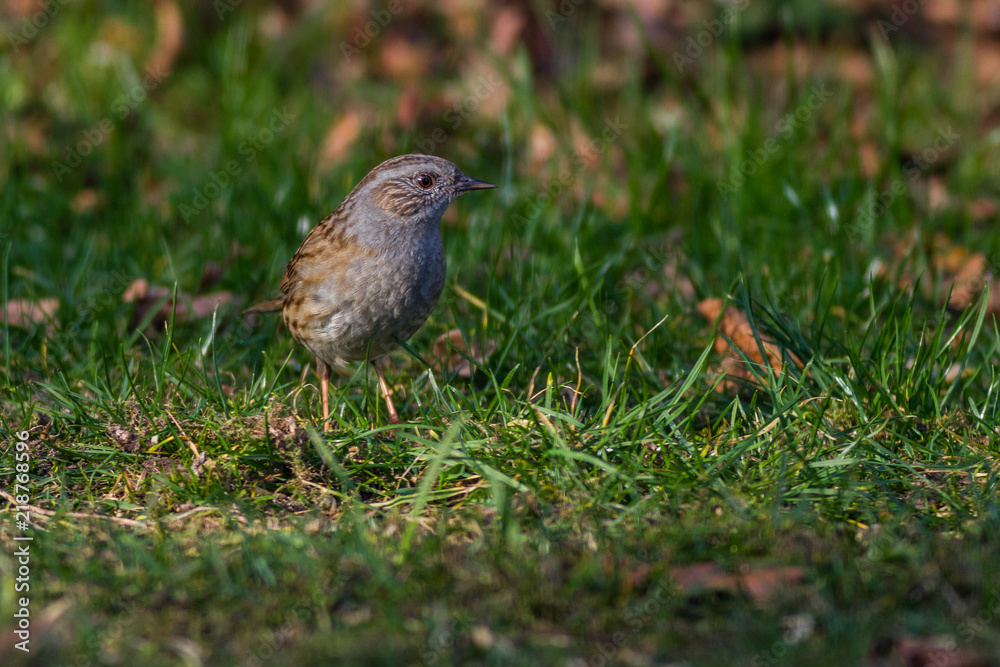 Heckenbraunelle - prunella modularis auf einer Wiese Heckenbraunelle - prunella modularis auf einer Wiese