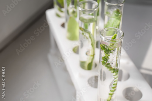 Test tubes with plants in holder, closeup