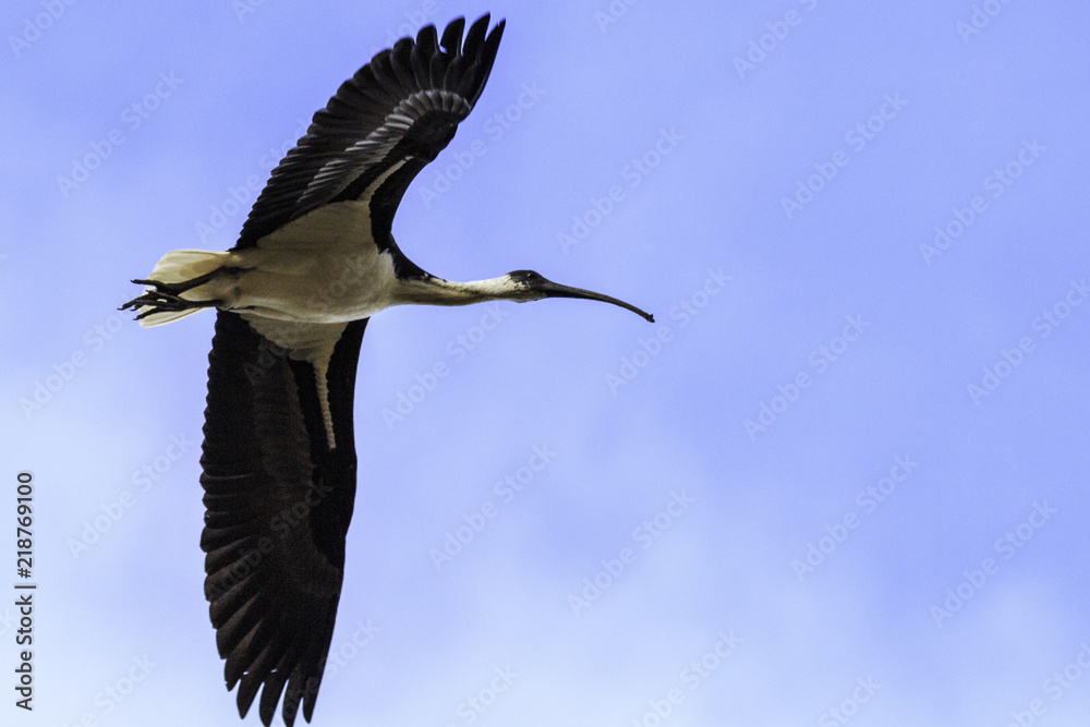 Obraz premium A juvenile Straw-necked Ibis flying on 20180819 at the Yarralumla Equestrian Park