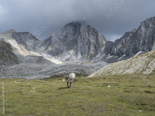 2018 august the 19th  Senales valley photo