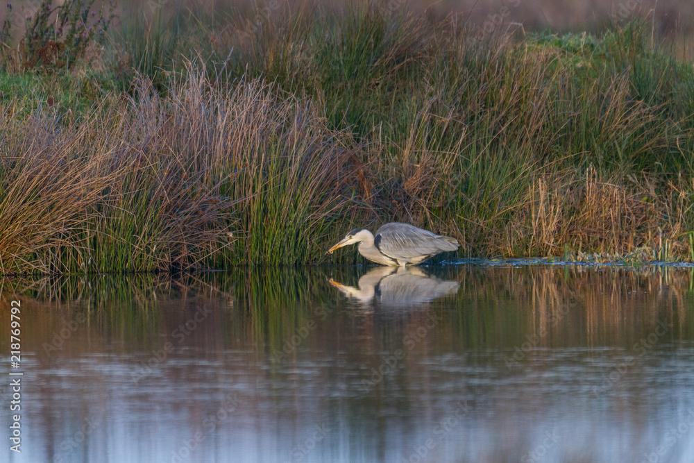 Graureiher - Ardea cinerea in einem Teich auf der Jagt nach Fischen Graureiher - Ardea cinerea in einem Teich auf der Jagt nach Fischen