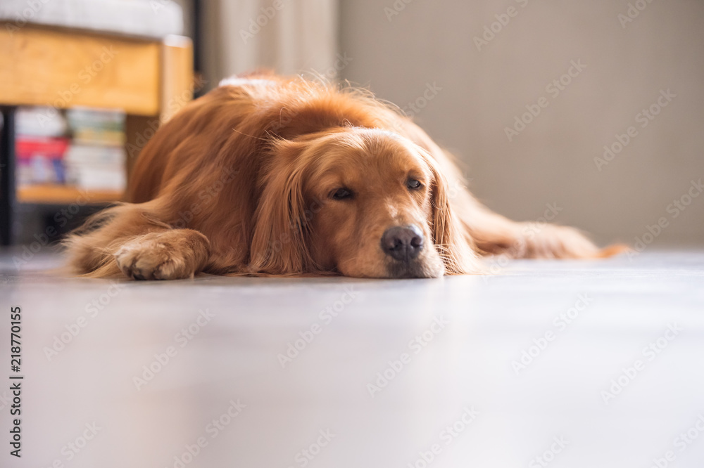 Golden retriever lying on the ground