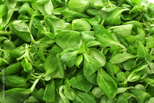 Fresh spinach leaves, closeup