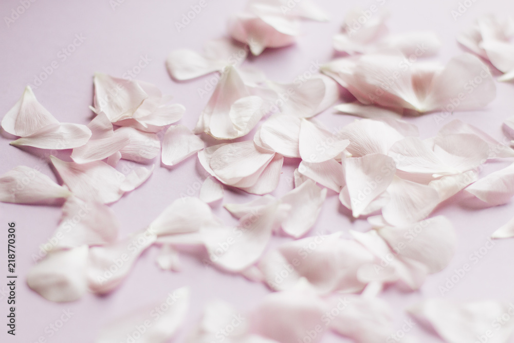 Petals of tender pink flowers on pink background