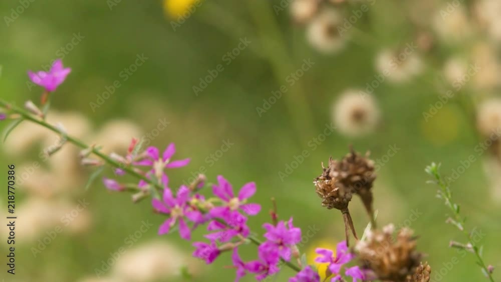 Violet Purple Flower on Green grass plants Closeup Macro shot blurred background.
Violet Purple Flower on Green grass plants Closeup Macro shot blurred background.