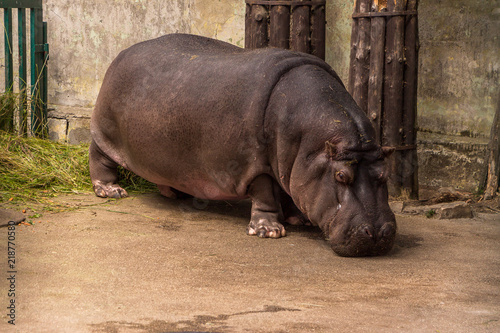 Great hippo in the Riga Zoo.