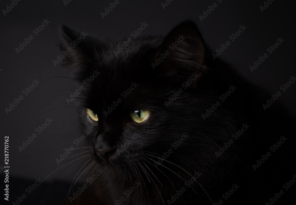 Portrait of a Gorgeous fluffy black cat with bright yellow eyes. Cat of the witch for Halloween concept.