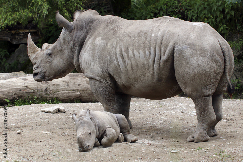 Breitmaulnashorn mit Jungtier (Ceratotherium simum) Breitmaulnashorn mit Jungtier (Ceratotherium simum)