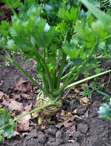 In organic soil parsnip grows