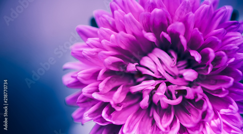 red flower bud at abstract blue background